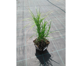 Carex muskingumensis