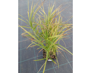 Carex muskingumensis