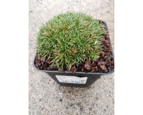 Armeria juniperifolia ‘Bevan’