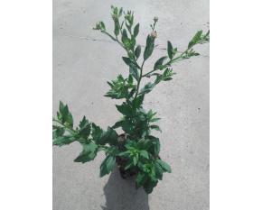 Kalimeris incisa ‘Madiva’