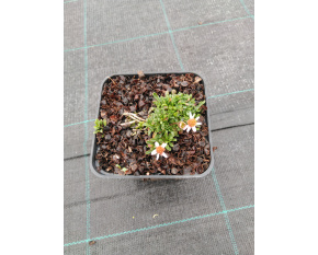 Erigeron scopulinus