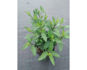 Aster ageratoides ‘Ezo Murasaki’