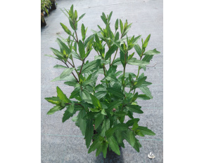 Aster ageratoides ‘Ezo Murasaki’