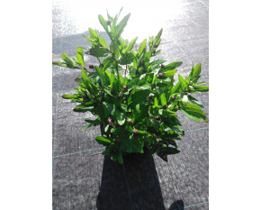 Aster ageratoides ‘Ezo Murasaki’