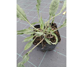 Cynoglossum amabile
