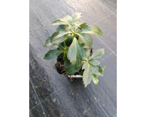 Pachysandra terminalis