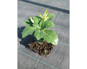 Pachysandra terminalis