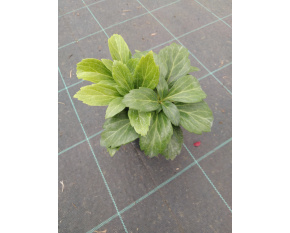Pachysandra terminalis