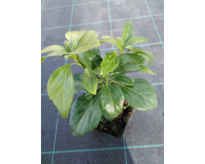Pachysandra terminalis