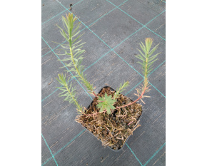 Euphorbia seguieriana subsp. niciciana