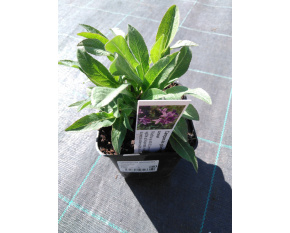 Campanula glomerata ‘Superba’