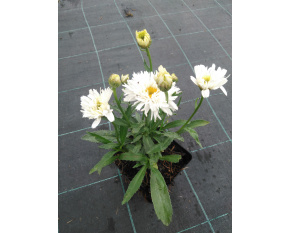 Leucanthemum maximum ‘Sweet Daisy Rebecca’