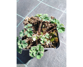 Aquilegia flabellata ‘Mini Star’