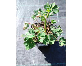 Aquilegia flabellata ‘Mini Star’