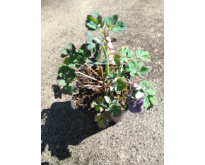 Aquilegia flabellata ‘Mini Star’