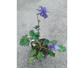 Aquilegia flabellata ‘Mini Star’
