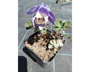 Aquilegia flabellata ‘Mini Star’
