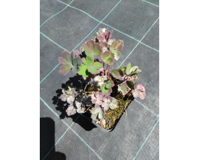 Aquilegia flabellata ‘Mini Star’