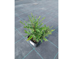 Aster dumosus ‘Rosenwichtel’