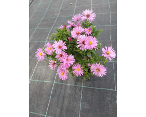 Aster dumosus ‘Rosenwichtel’