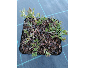 Veronica prostrata ‘Mrs. Holt’