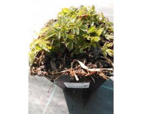 Astilbe chinensis ‘Pumila’