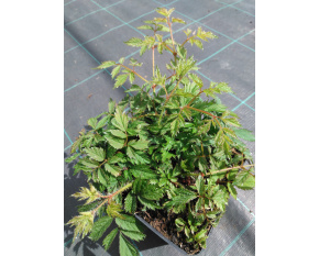 Astilbe chinensis ‘Pumila’