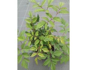 Astilbe chinensis ‘Pumila’