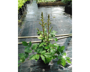 Astilbe chinensis ‘Pumila’