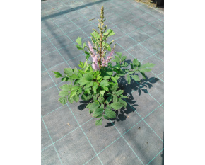 Astilbe chinensis ‘Pumila’