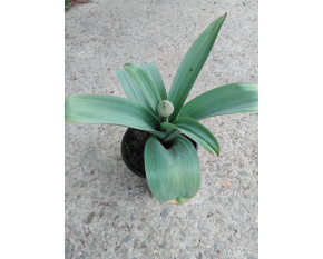 Allium ‘Ostara’