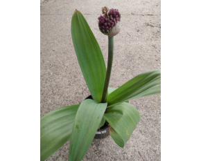 Allium ‘Ostara’