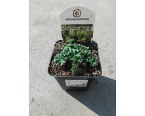 Alchemilla erythropoda