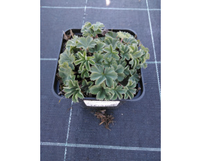 Alchemilla erythropoda