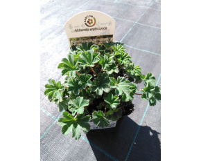 Alchemilla erythropoda