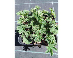 Alchemilla erythropoda