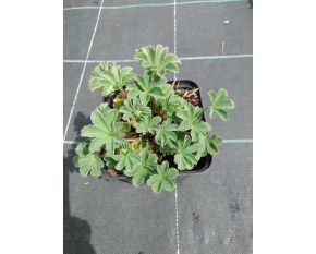 Alchemilla erythropoda