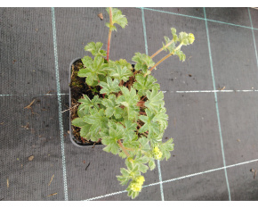 Alchemilla erythropoda