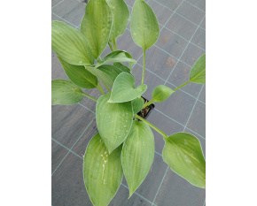 Hosta fortunei ‘Albopicta’