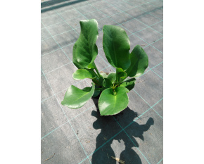 Bergenia ‘Eroica’