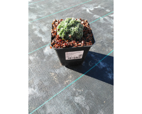 Saxifraga paniculata ‘Minutifolia’