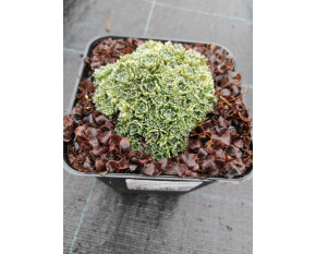 Saxifraga paniculata ‘Minutifolia’