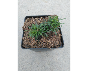 Coreopsis ‘Firefly’