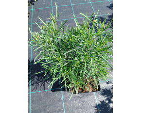Coreopsis ‘Firefly’
