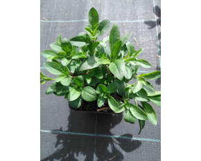 Saponaria ocymoides