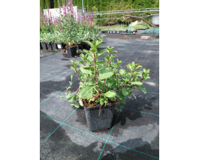 Saponaria ocymoides