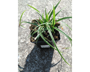 Carex morrowii ‘Ice Dance’
