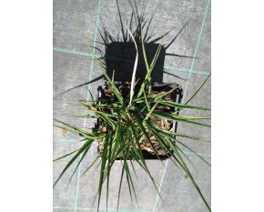 Molinia caerulea ‘Edith Dudszus’
