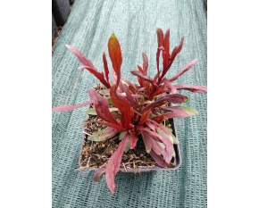 Gaura lindheimeri ‘Baby Butterfly Dark Pink’