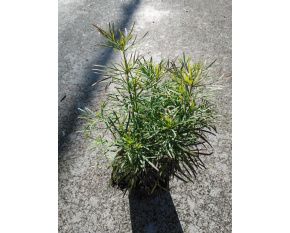 Coreopsis verticillata ‘Zagreb’